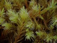 Aulacomnium palustre