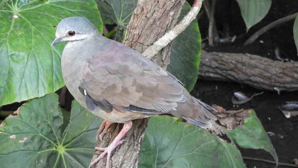 Tuxtla Quail-Dove photo