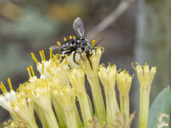 Thyreus histrionicus