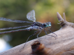 Lestes disjunctus