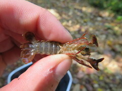 Faxonius alabamensis