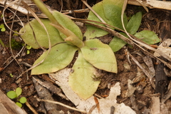 Pterostylis gibbosa
