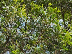 Glochidion rubrum