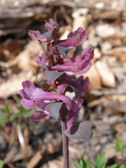 Corydalis cava