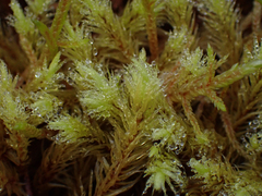 Aulacomnium palustre