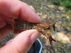 Faxonius alabamensis