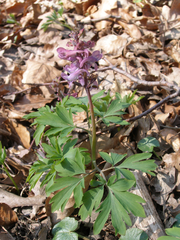 Corydalis cava