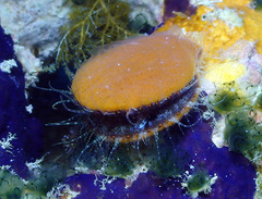Laevichlamys squamosa
