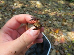 Faxonius alabamensis