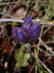 Gentiana sceptrum