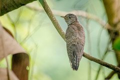 Cacomantis merulinus