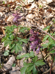 Corydalis cava