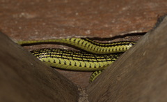 Chrysopelea ornata