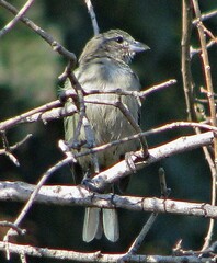 Thraupis sayaca