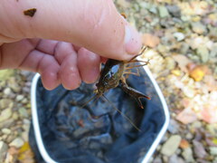 Faxonius alabamensis