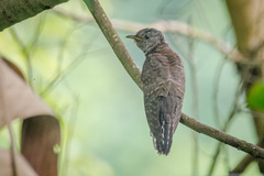 Cacomantis merulinus