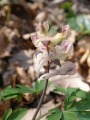 Corydalis cava