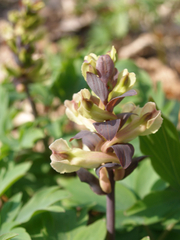 Corydalis cava