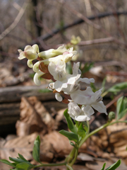 Corydalis cava