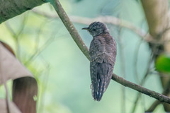 Cacomantis merulinus