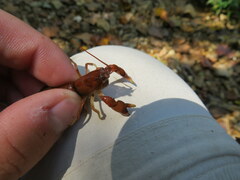Cambarus andersoni