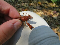 Cambarus andersoni