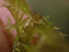 Sphagnum palustre