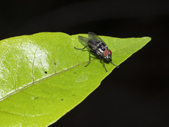 Hylemya latevittata