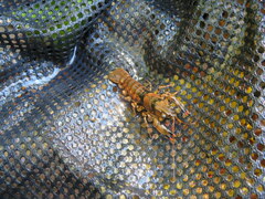 Faxonius yanahlindus