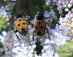 Campulipus limbatus