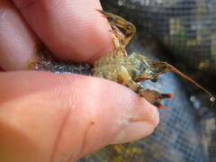 Faxonius yanahlindus