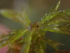 Sphagnum palustre