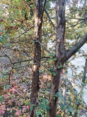 Cotoneaster wardii