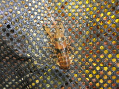 Faxonius yanahlindus