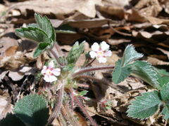 Potentilla micrantha