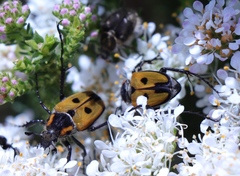 Campulipus limbatus