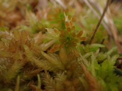 Sphagnum palustre