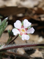 Potentilla micrantha
