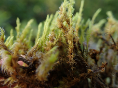 Racomitrium elongatum