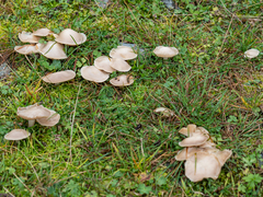 Melanoleuca strictipes