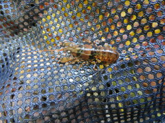 Faxonius yanahlindus