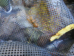 Faxonius yanahlindus