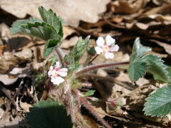 Potentilla micrantha