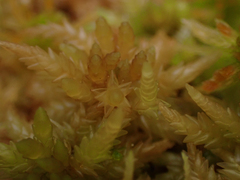 Sphagnum palustre