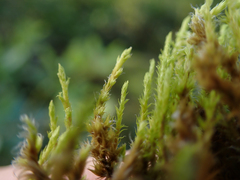 Racomitrium elongatum