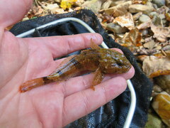 Cottus carolinae