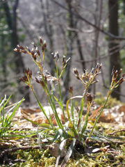 Luzula forsteri