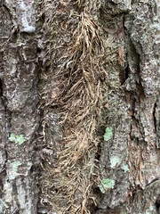 Toxicodendron radicans