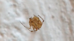 Theridiidae
