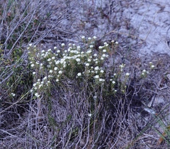 Lachnaea densiflora